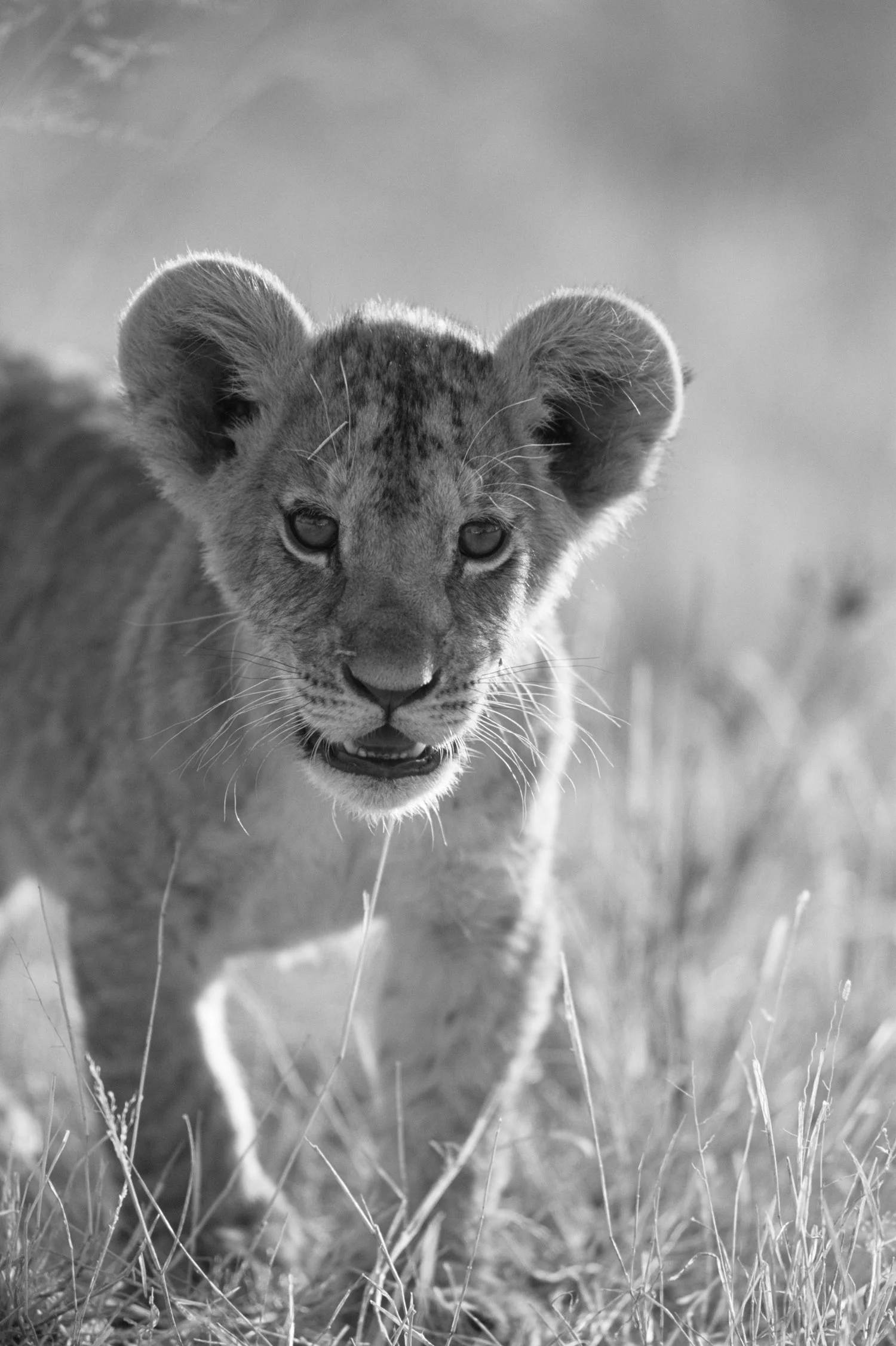 Lion cub portrait, Samburu National Reserve, Kenya