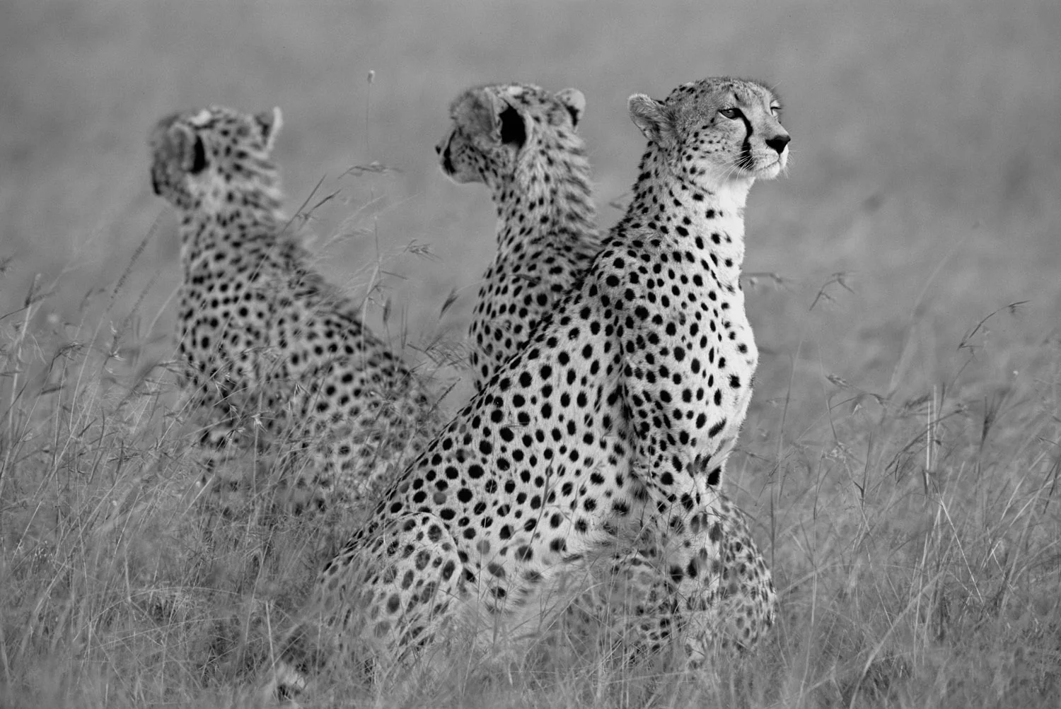 Cheetah mother with young, Masai Mara National Reserve, Kenya