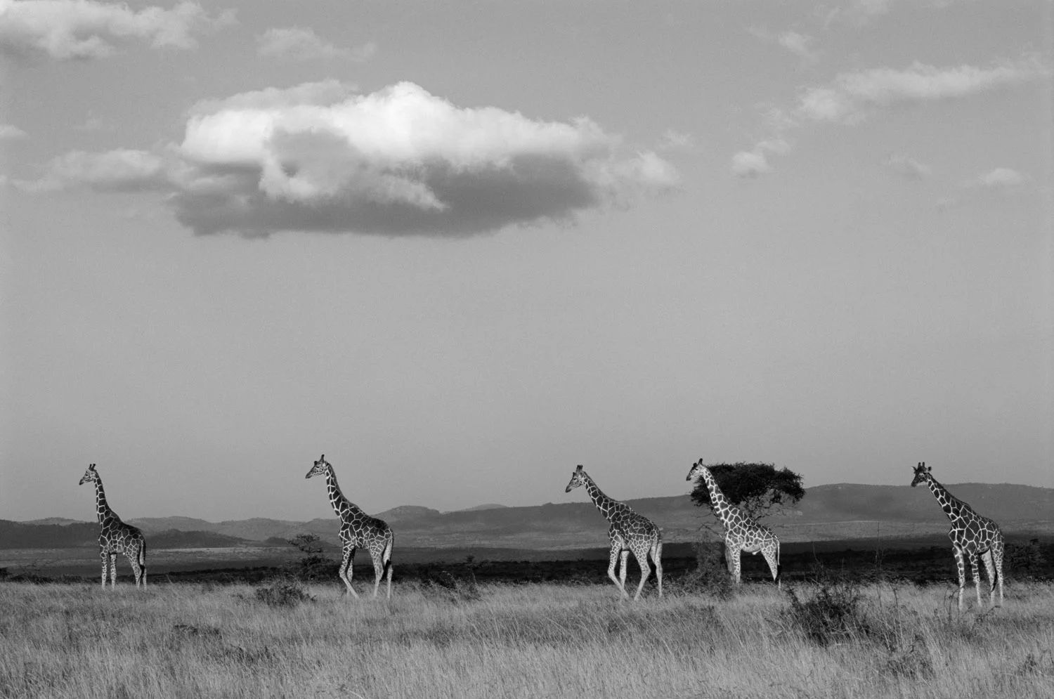 Reticulated giraffes in open savannah, Laikipia, Kenya