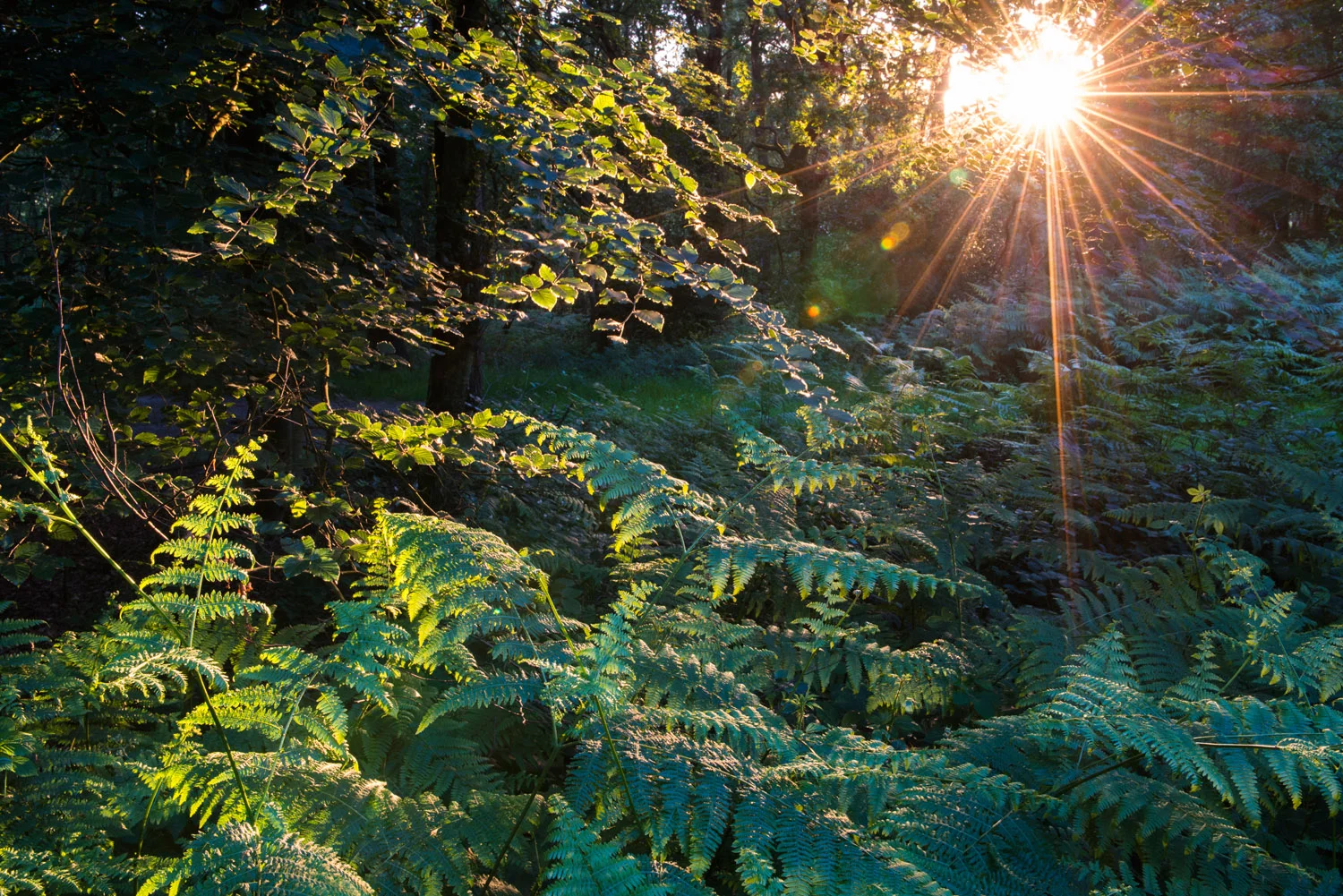 Evening sun breaking through beech woods on to bracken, Ashdown Forest, Sussex Weald, England
