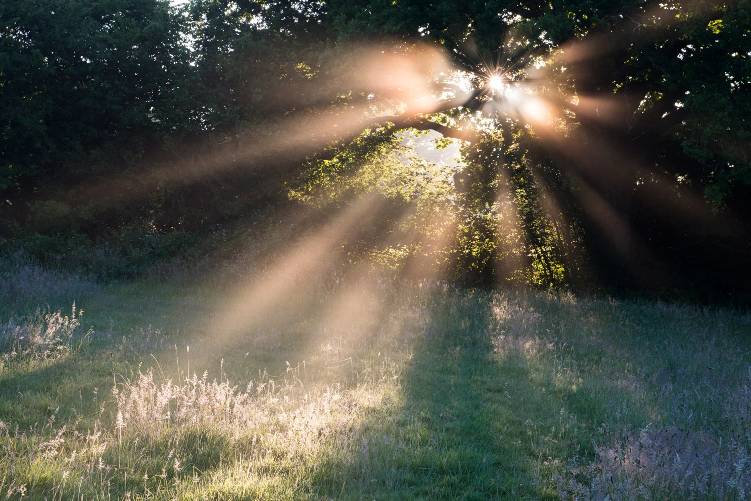 Early morning sun rays filtering through oak tree in paddock, Ashdown Forest, Sussex Weald, England