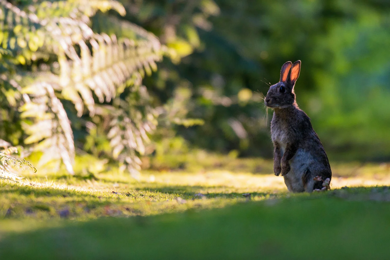 European rabbit on alert at last light, Ashdown Forest, Sussex Weald, England