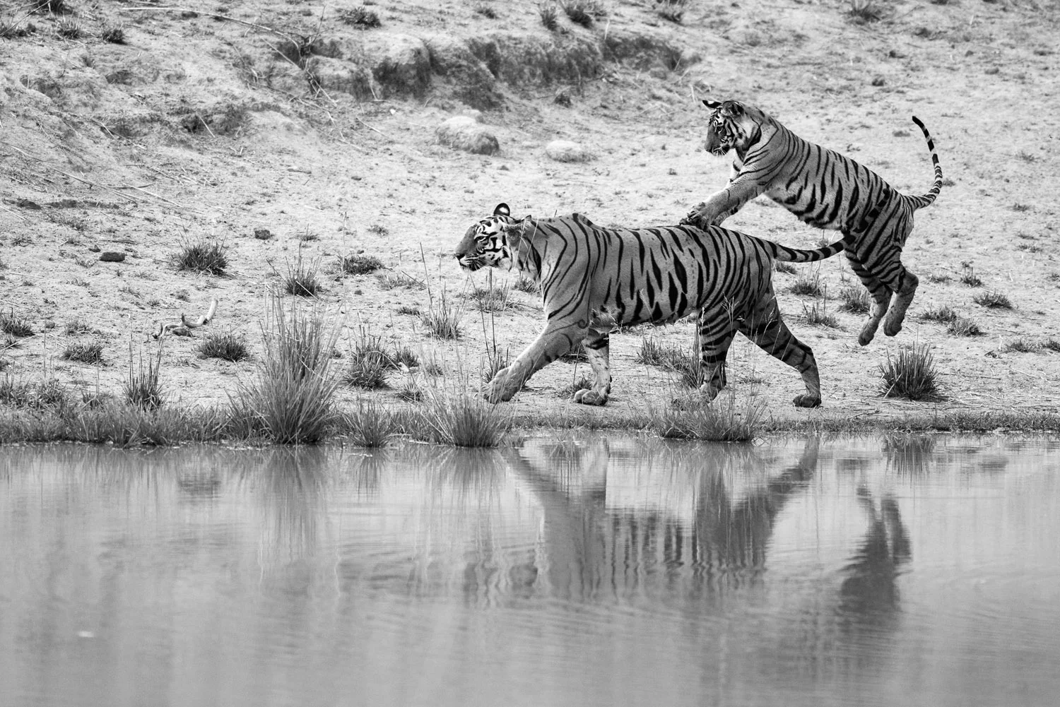 Bengal tiger cub playing with mother at edge of pool, Bandhavgarh National Park, Madhya Pradesh, India