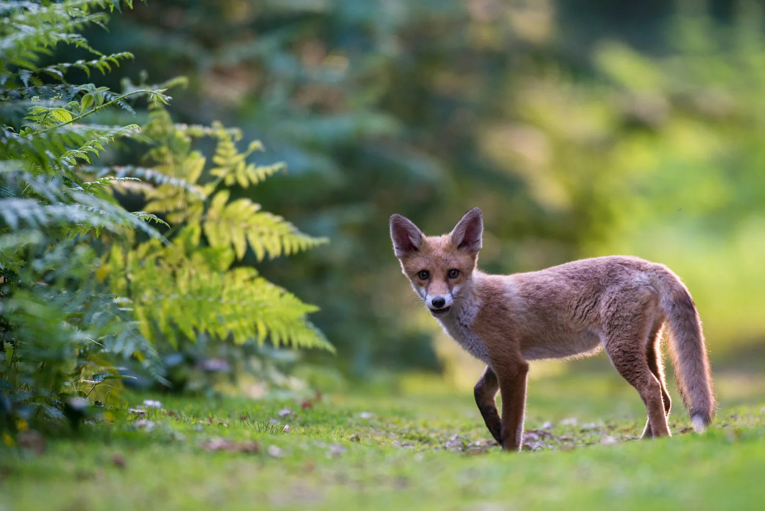 Red fox cub on forest track in late evening light, Ashdown Forest, Sussex Weald, England