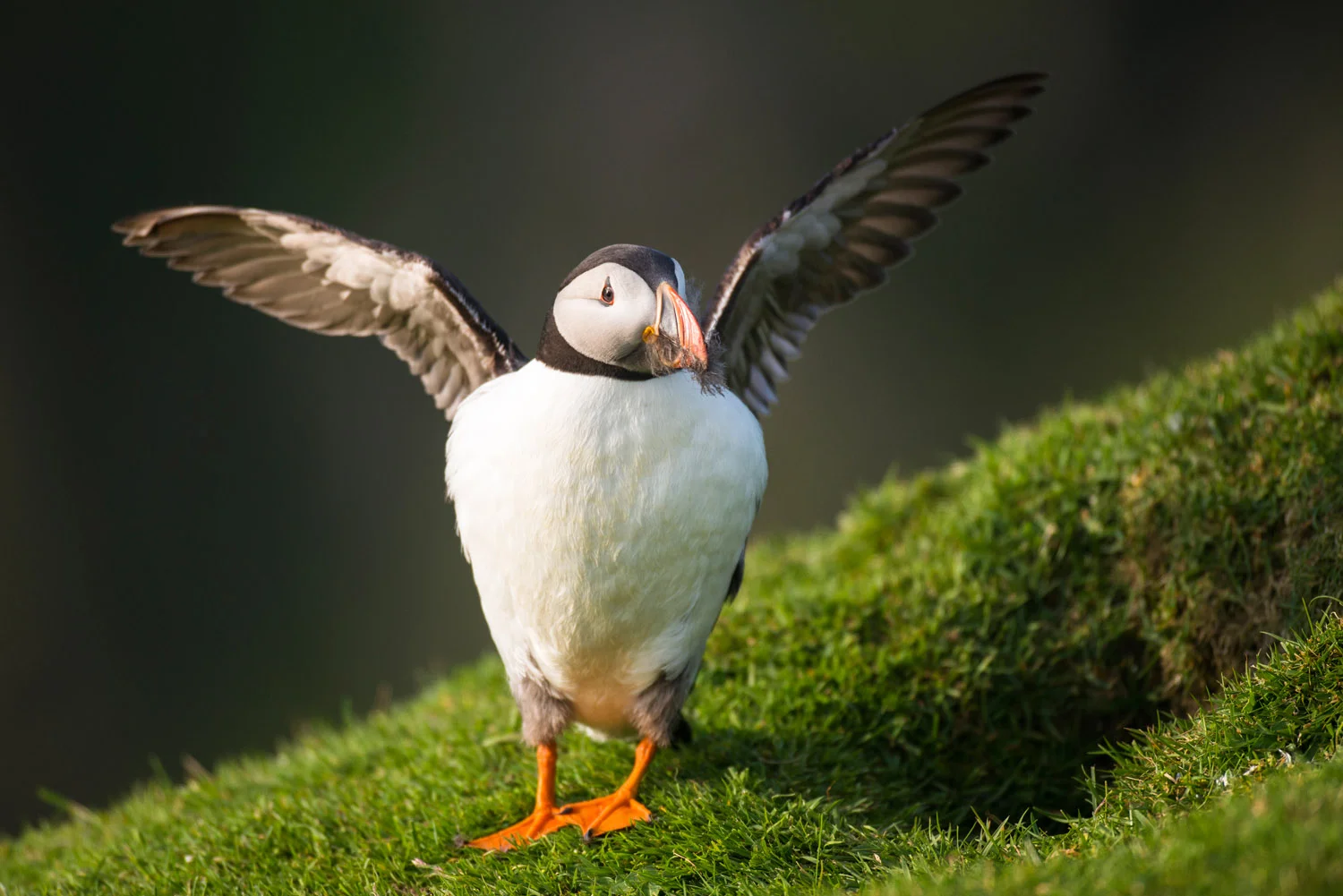Atlantic puffin fluttering wings by nest burrow entrance, Hermaness National Nature Reserve, Unst, Shetland Islands, Scotland