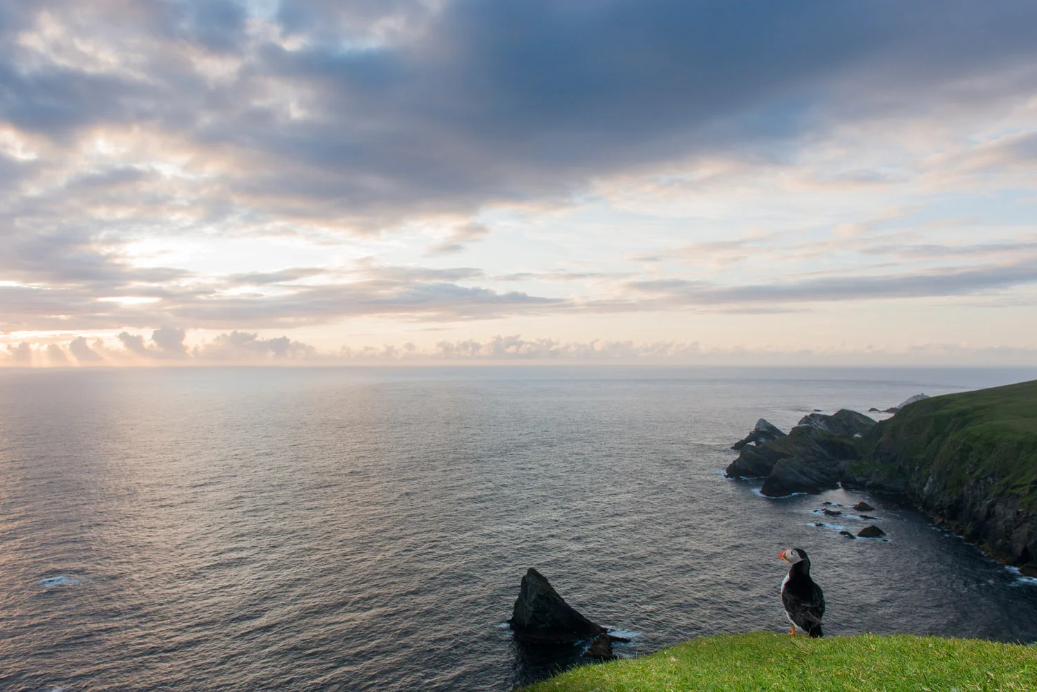 Atlantic puffin at clifftop edge at twilight, Hermaness National Nature Reserve, Unst, Shetland Islands, Scotland