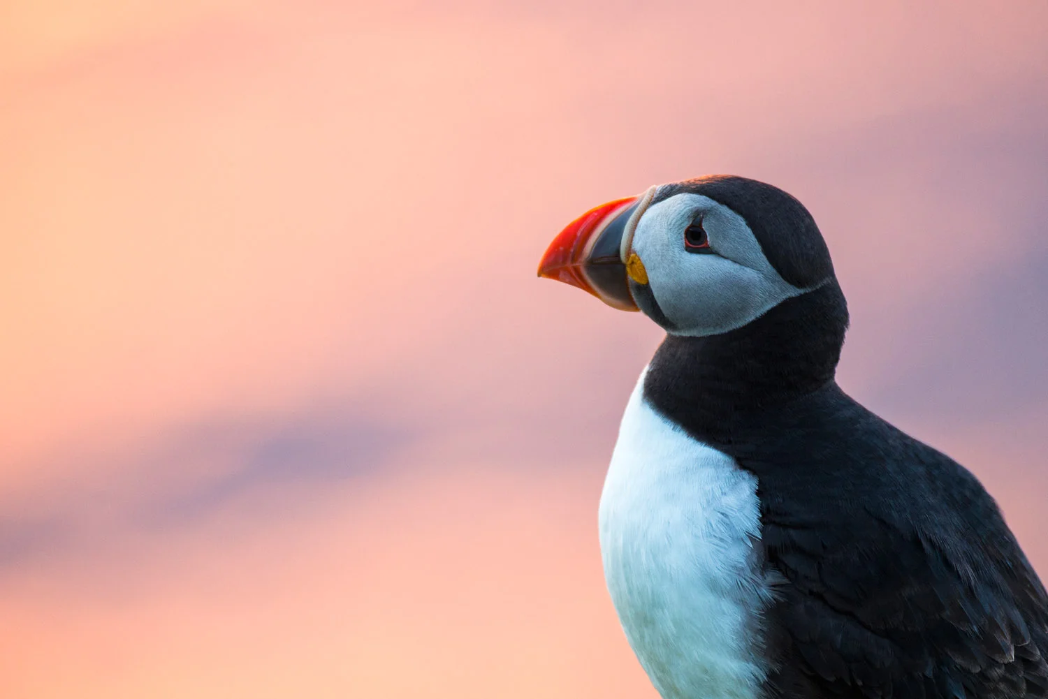 Atlantic puffin portrait at sunset, Hermaness National Nature Reserve, Unst, Shetland Islands, Scotland