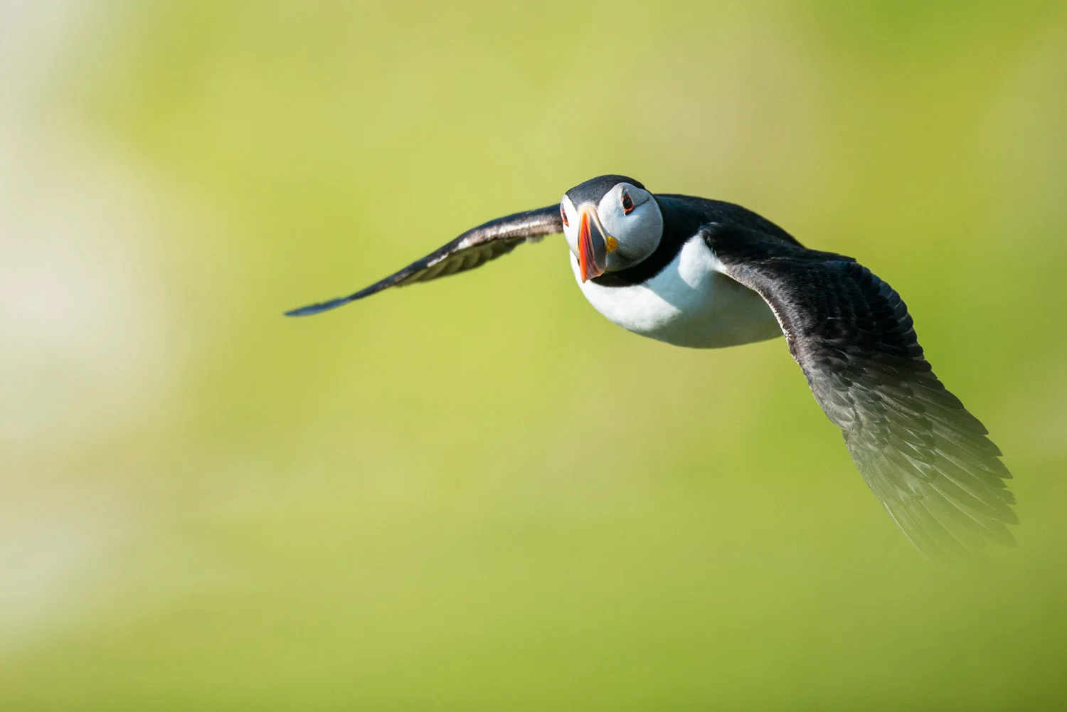 Atlantic puffin in flight, Hermaness National Nature Reserve, Unst, Shetland Islands, Scotland