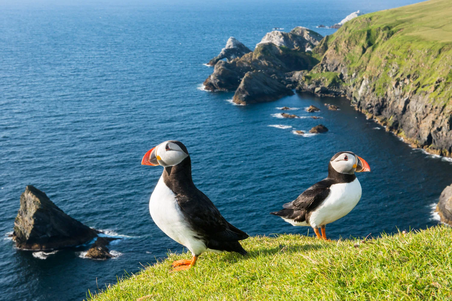 Atlantic puffins at clifftop edge, Hermaness National Nature Reserve, Unst, Shetland Islands, Scotland