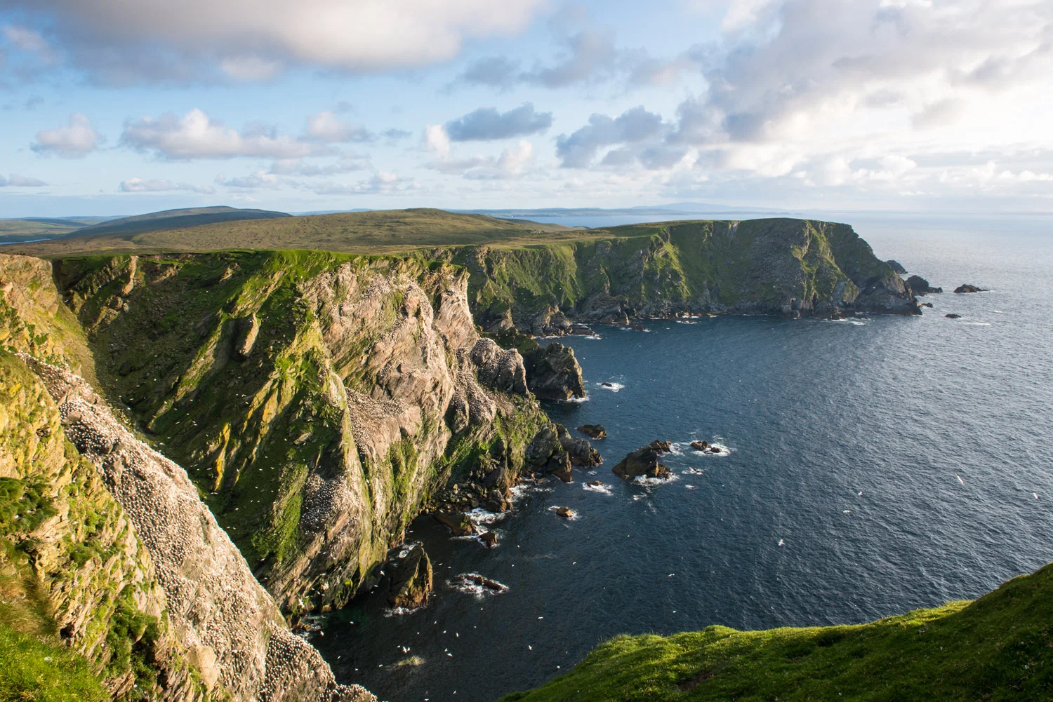 Northern gannet breeding colony on cliffs, Hermaness National Nature Reserve, Unst, Shetland Islands, Scotland