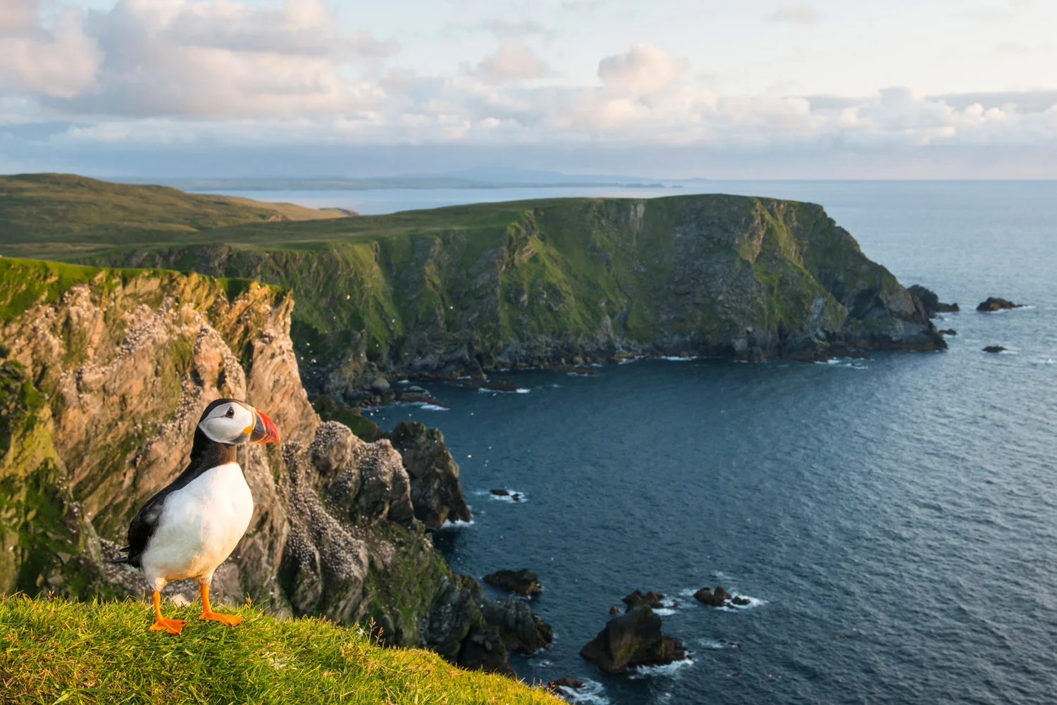 Atlantic puffin at clifftop edge, Hermaness National Nature Reserve, Unst, Shetland Islands, Scotland