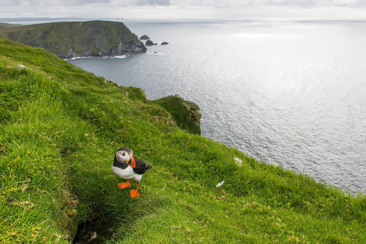 Atlantic puffin at clifftop nest burrow entrance, Hermaness National Nature Reserve, Unst, Shetland Islands, Scotland