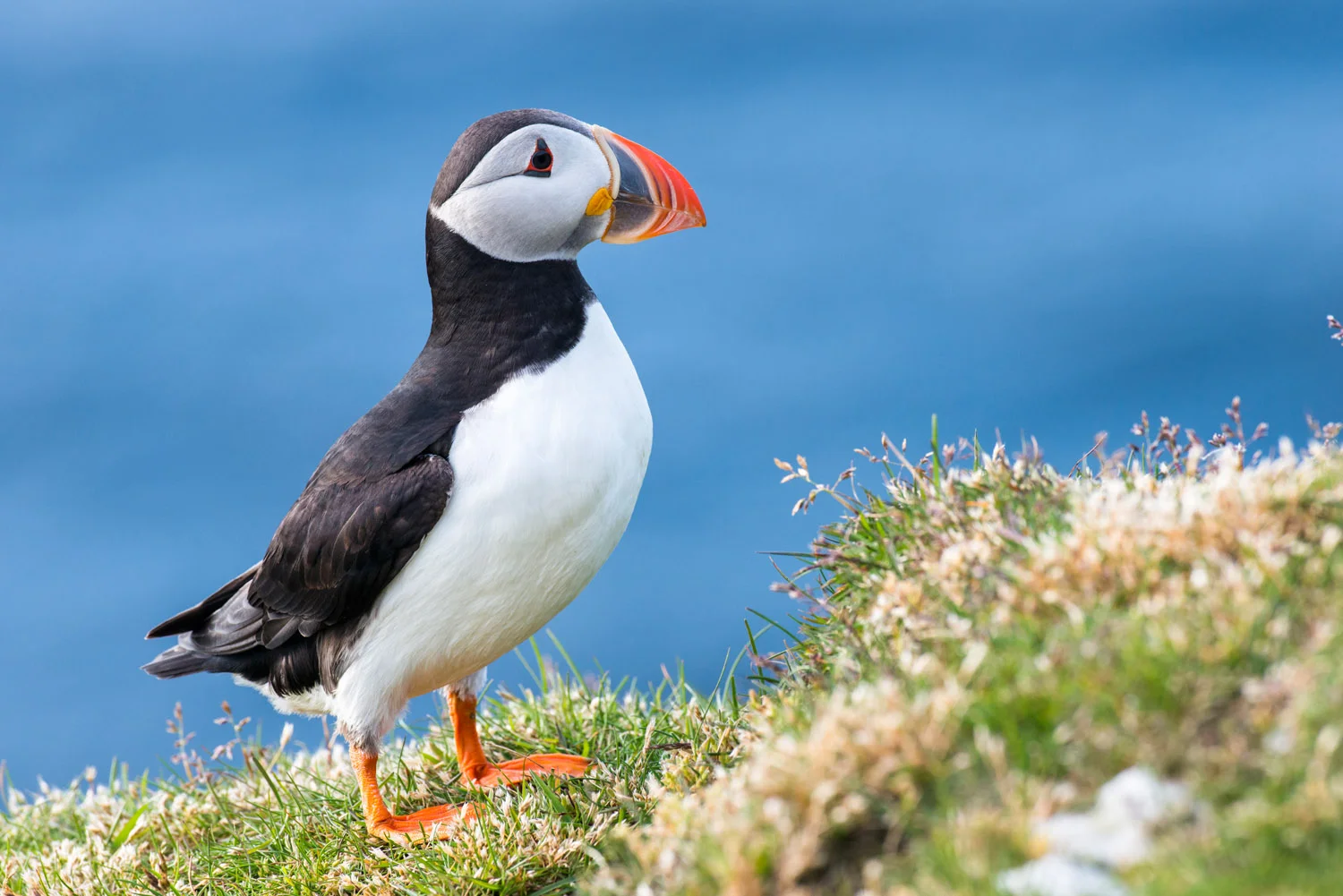 Atlantic puffin at clifftop edge, Hermaness National Nature Reserve, Unst, Shetland Islands, Scotland
