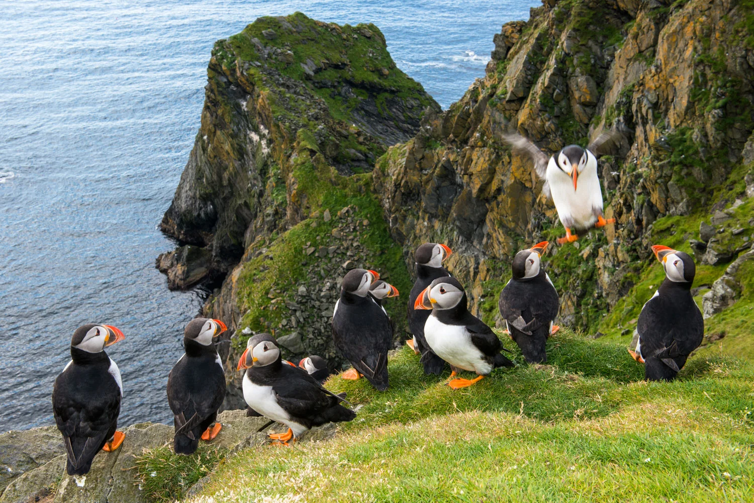 Atlantic puffins congregating at clifftop edge, Hermaness National Nature Reserve, Unst, Shetland Islands, Scotland