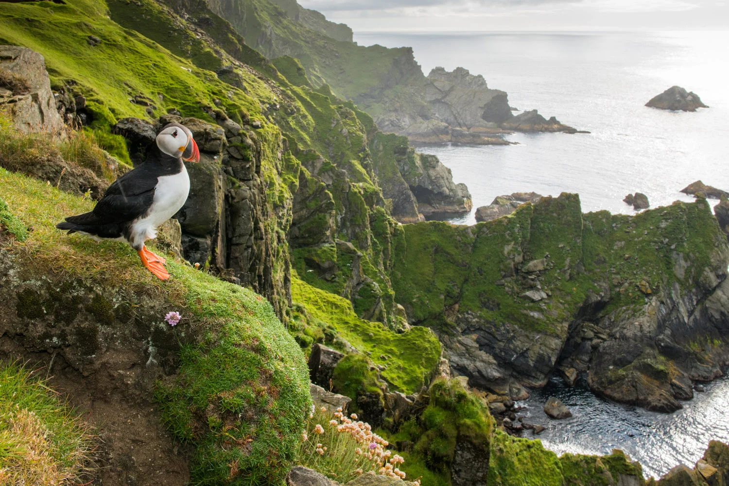 Atlantic puffin at clifftop edge, Hermaness National Nature Reserve, Unst, Shetland Islands, Scotland