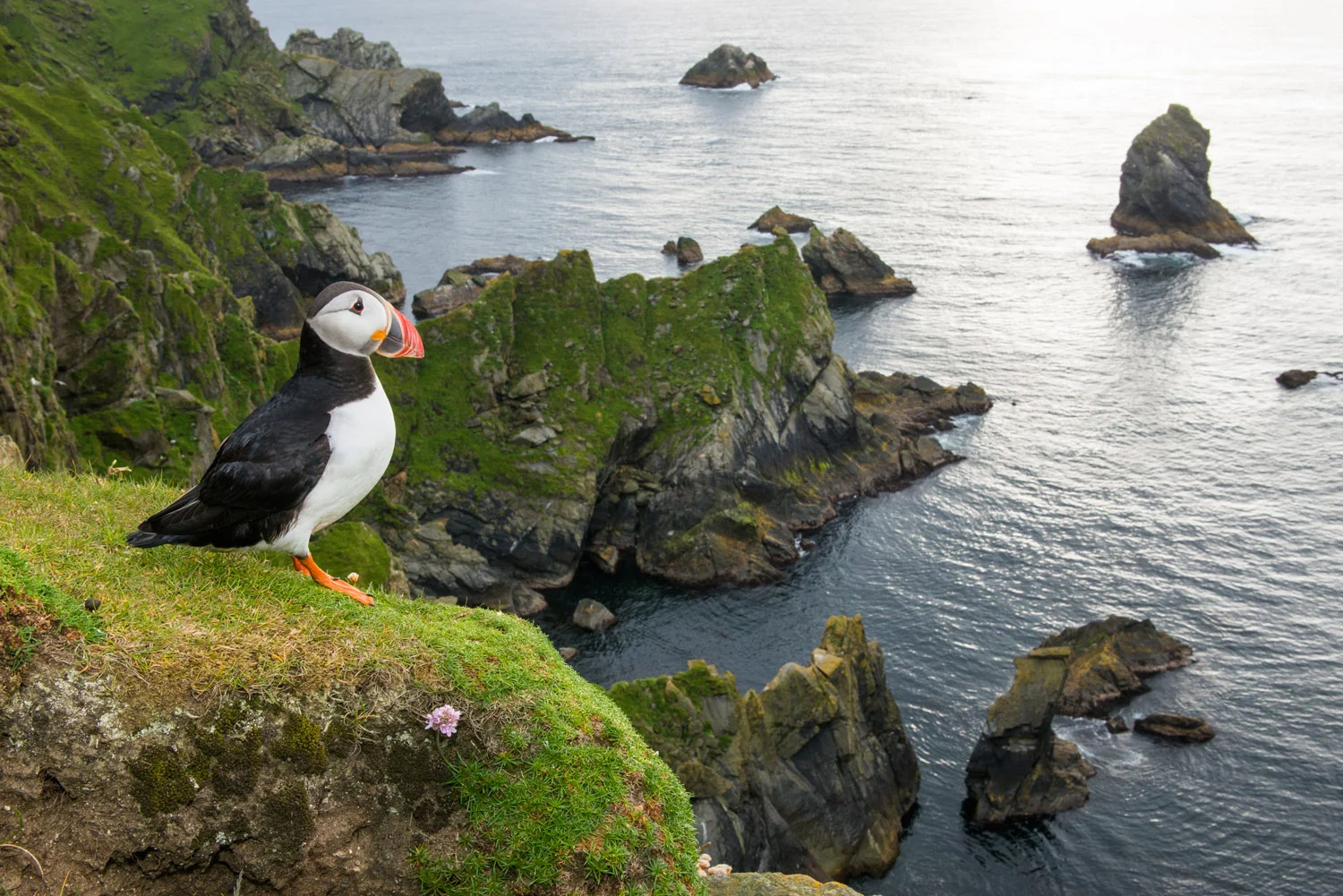 Atlantic puffin at clifftop edge, Hermaness National Nature Reserve, Unst, Shetland Islands, Scotland