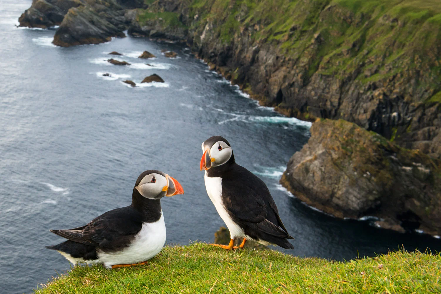 Atlantic puffins at clifftop edge, Hermaness National Nature Reserve, Unst, Shetland Islands, Scotland