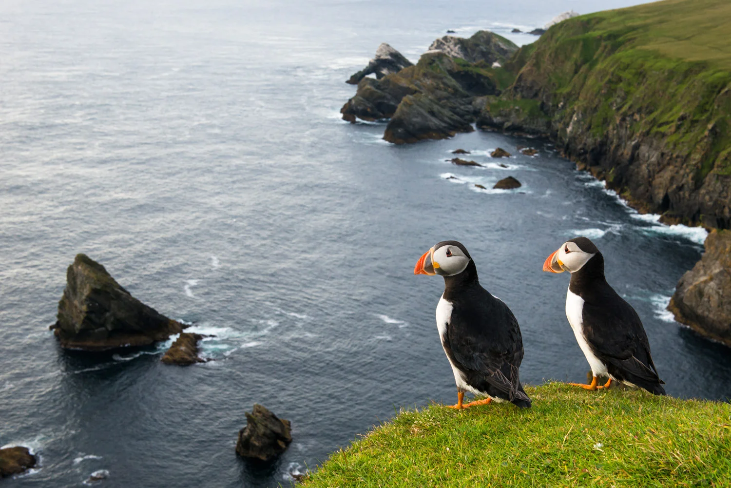 Atlantic puffins at clifftop edge, Hermaness National Nature Reserve, Unst, Shetland Islands, Scotland