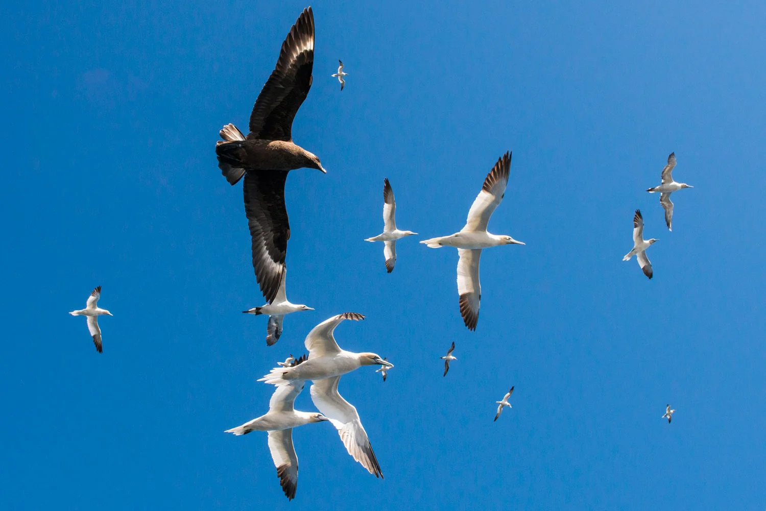 Great skua amongst northern gannets in flight, Noss National Nature Reserve, Noss, Shetland Islands, Scotland