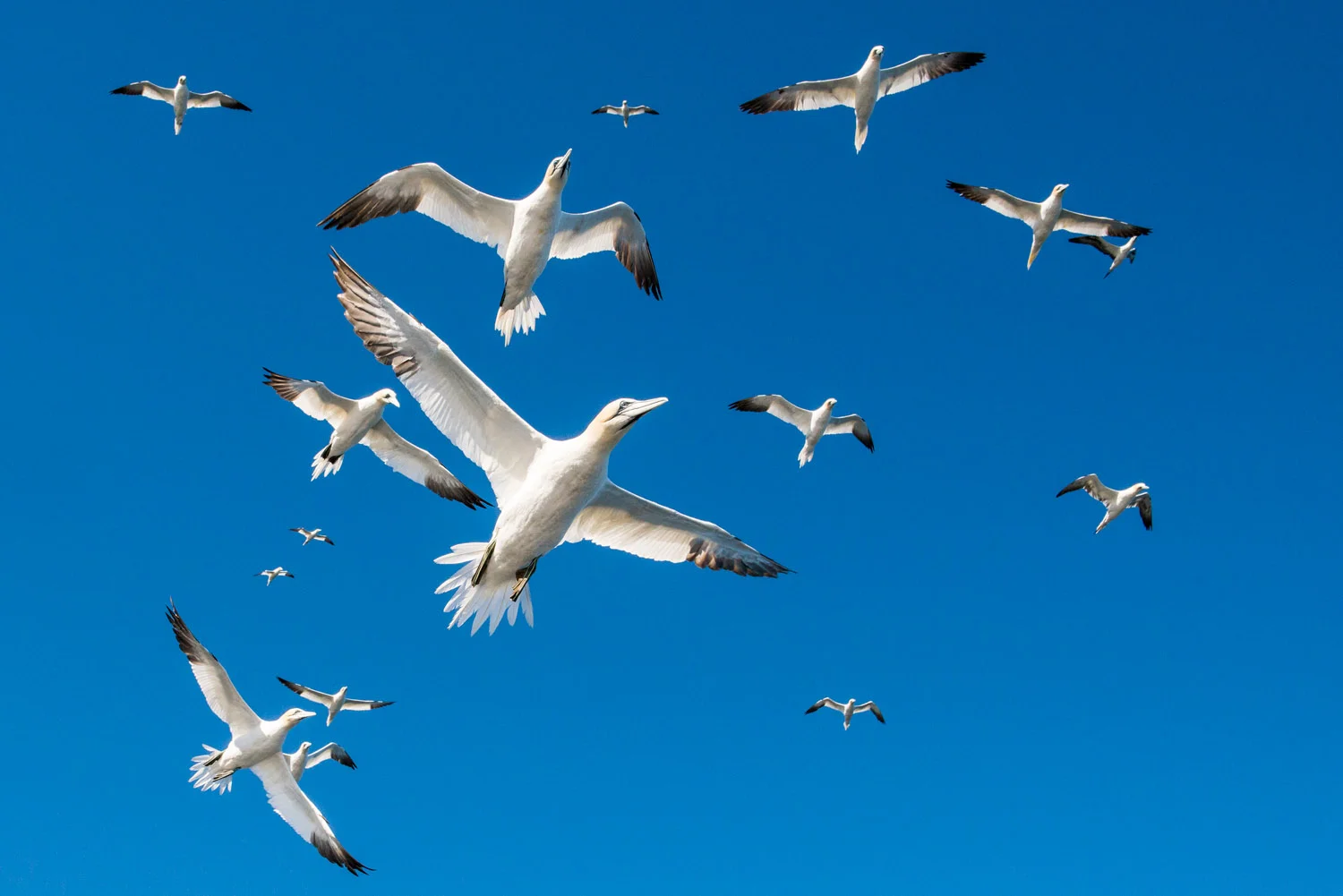 Northern gannets in flight, Noss National Nature Reserve, Noss, Shetland Islands, Scotland