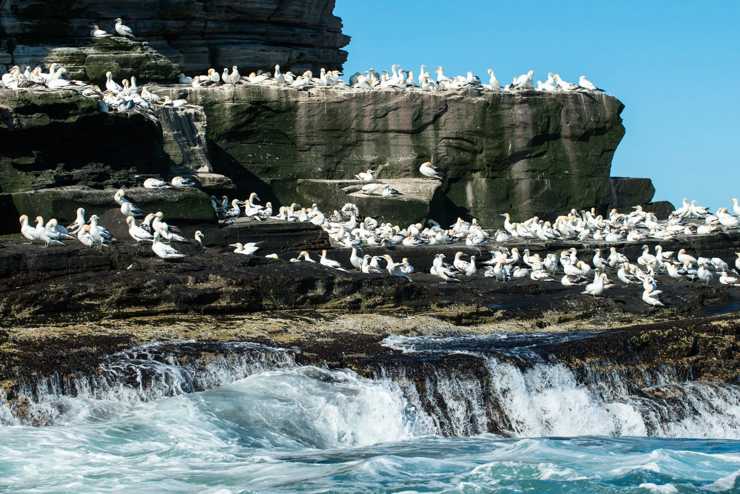 Northern gannets congregating on cliff ledges, Noss National Nature Reserve, Noss, Shetland Islands, Scotland