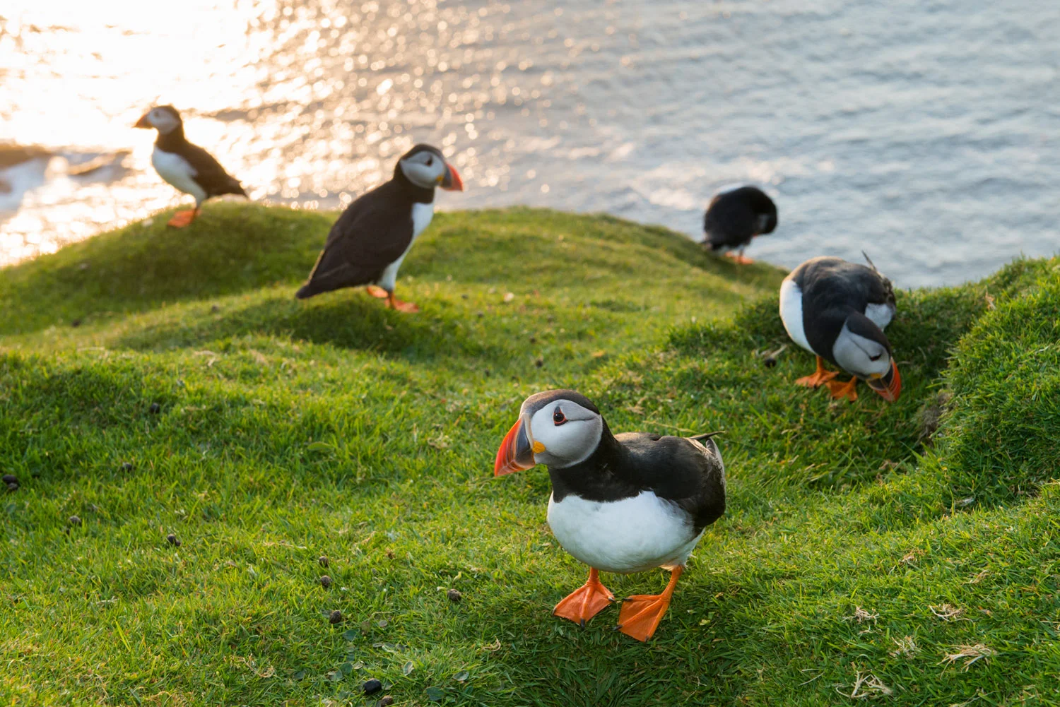 SHETLAND