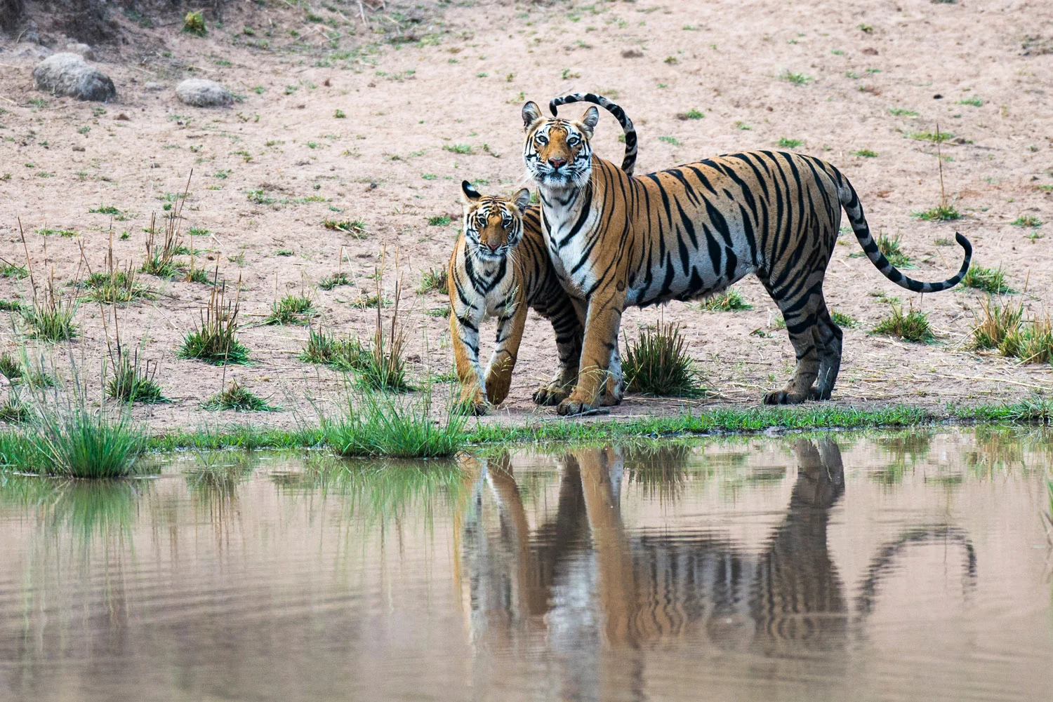Bengal tiger mother with cub at edge of pool, Bandhavgarh National Park, Madhya Pradesh, India