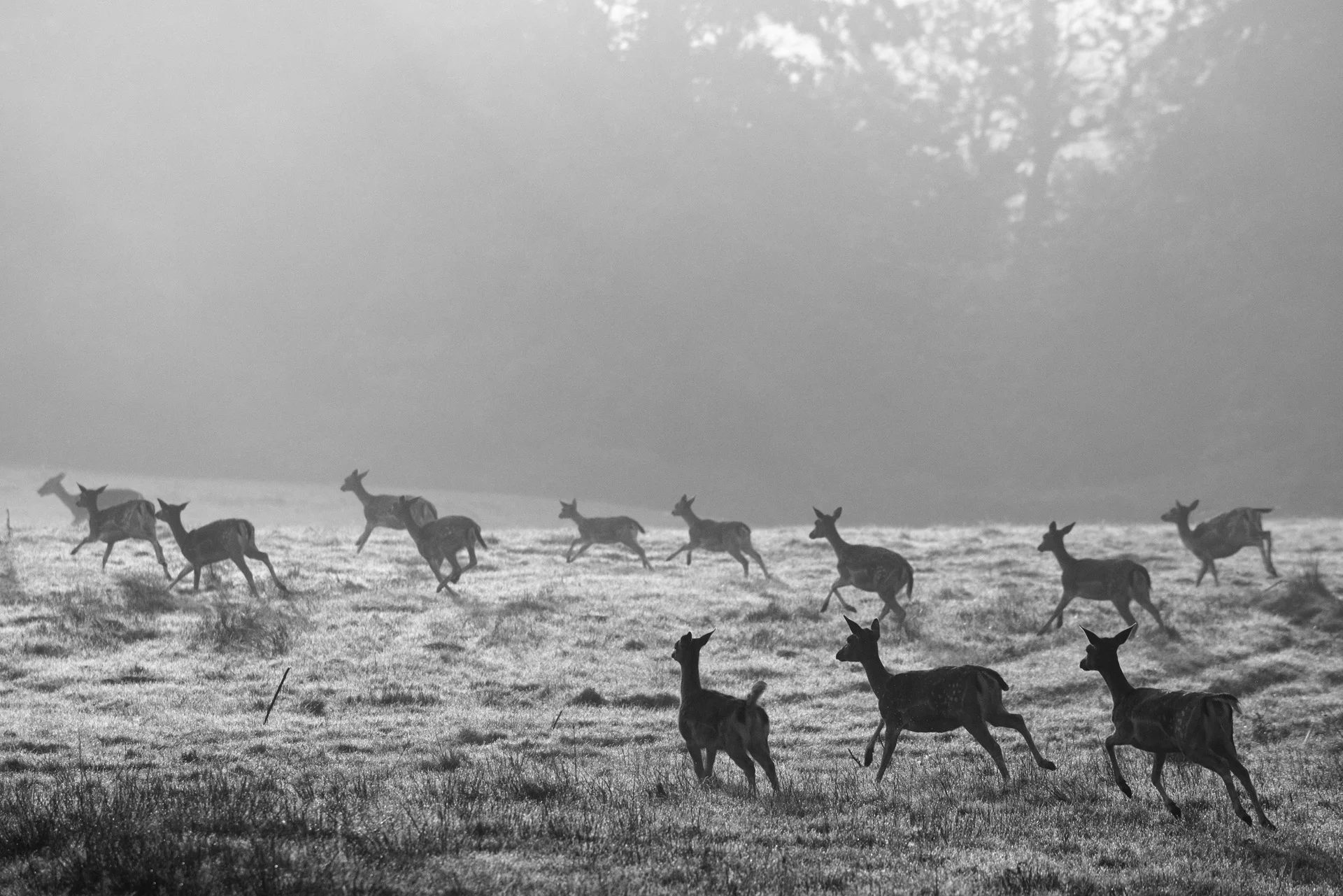 Fallow deer on the move across pasture at dawn, Ashdown Forest, Sussex, England