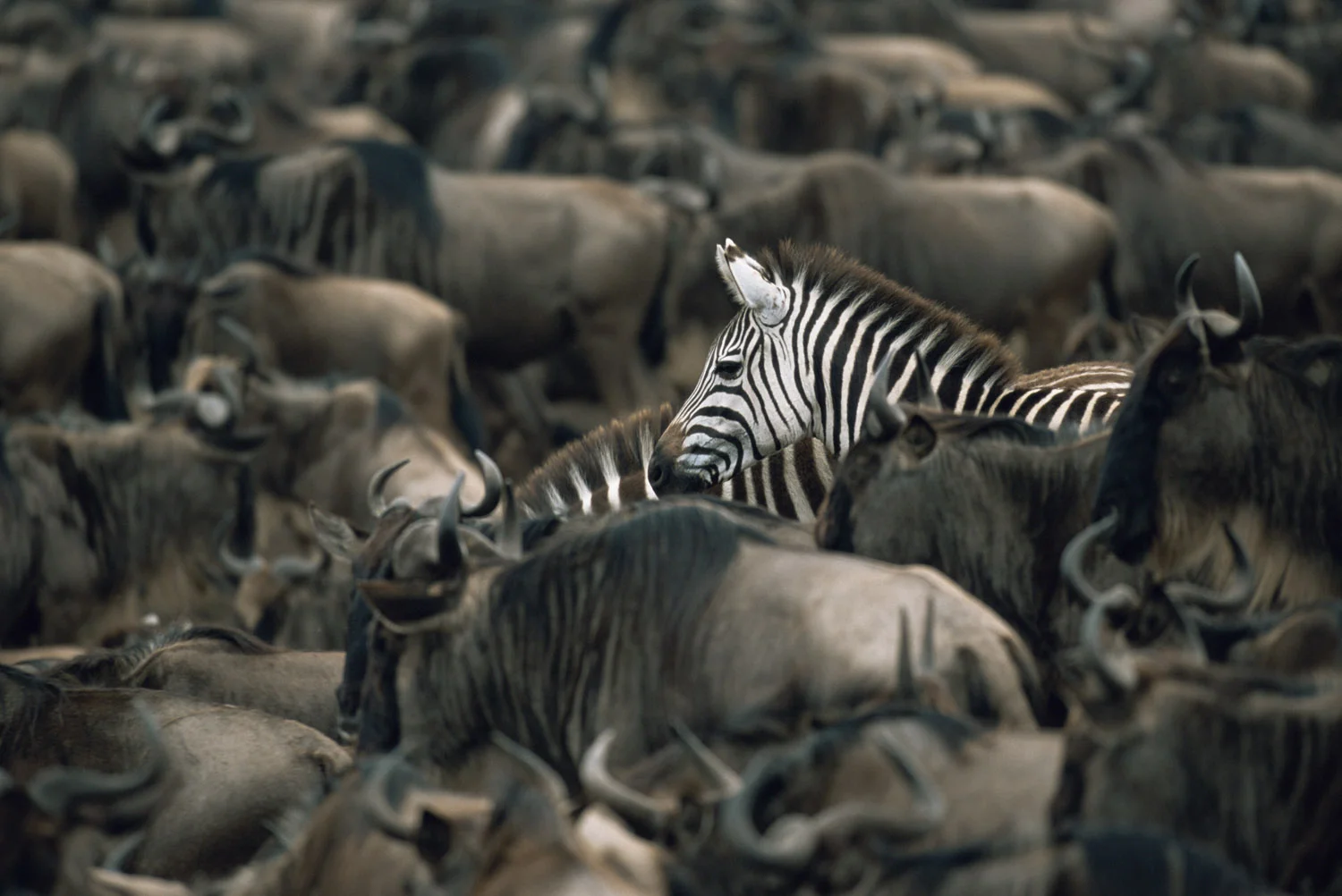 Common zebras amongst wildebeest herd, Masai Mara National Reserve, Kenya