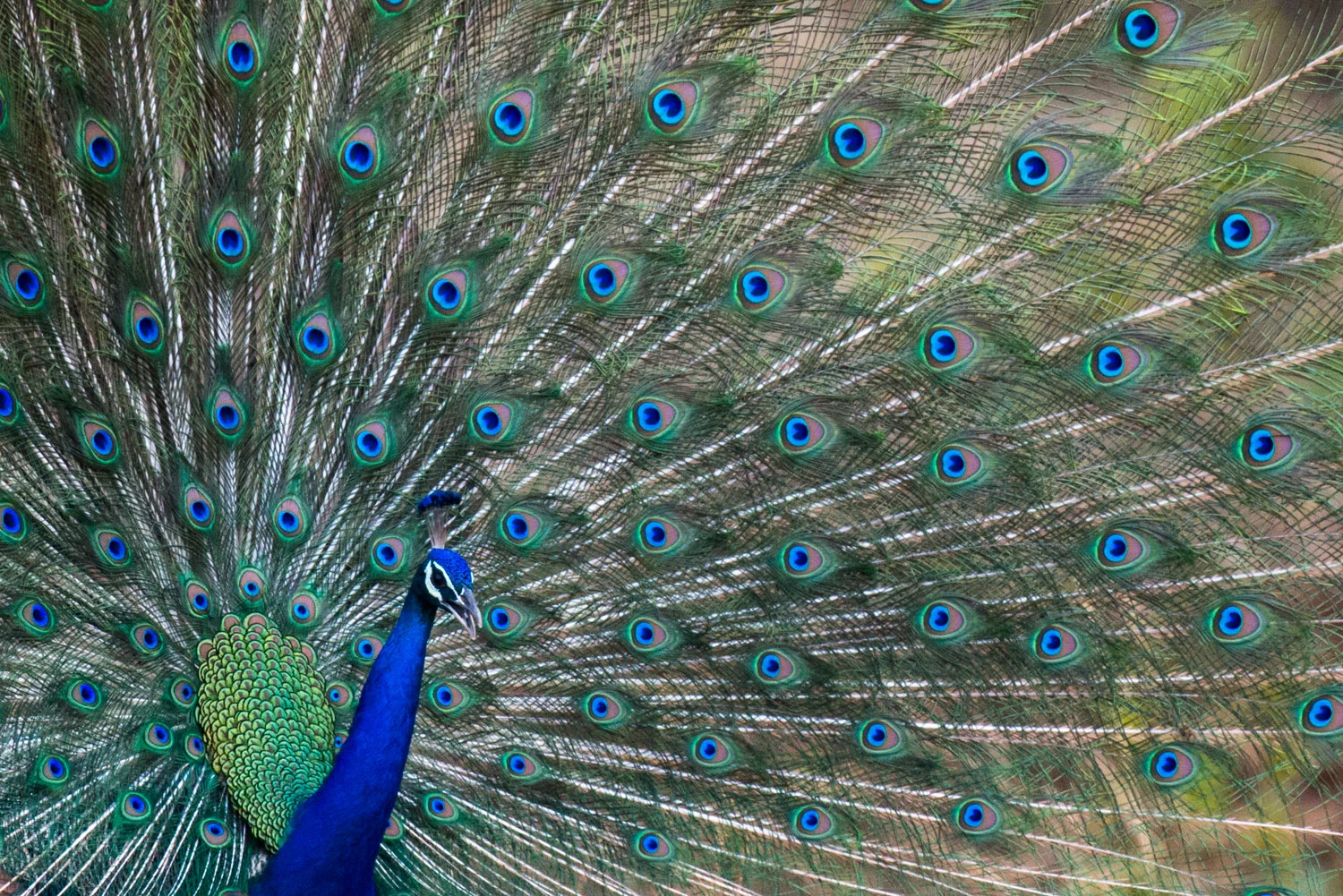 Indian peacock in courtship display, Bandhavgarh National Park, Madhya Pradesh, India