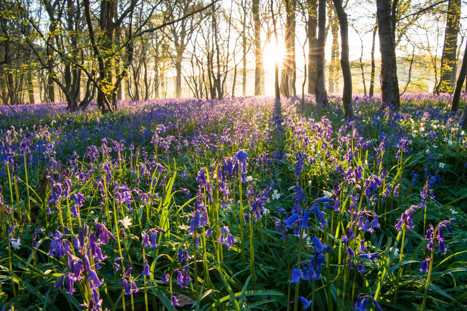 Bluebells in mixed woodland at sunrise, Sussex, England