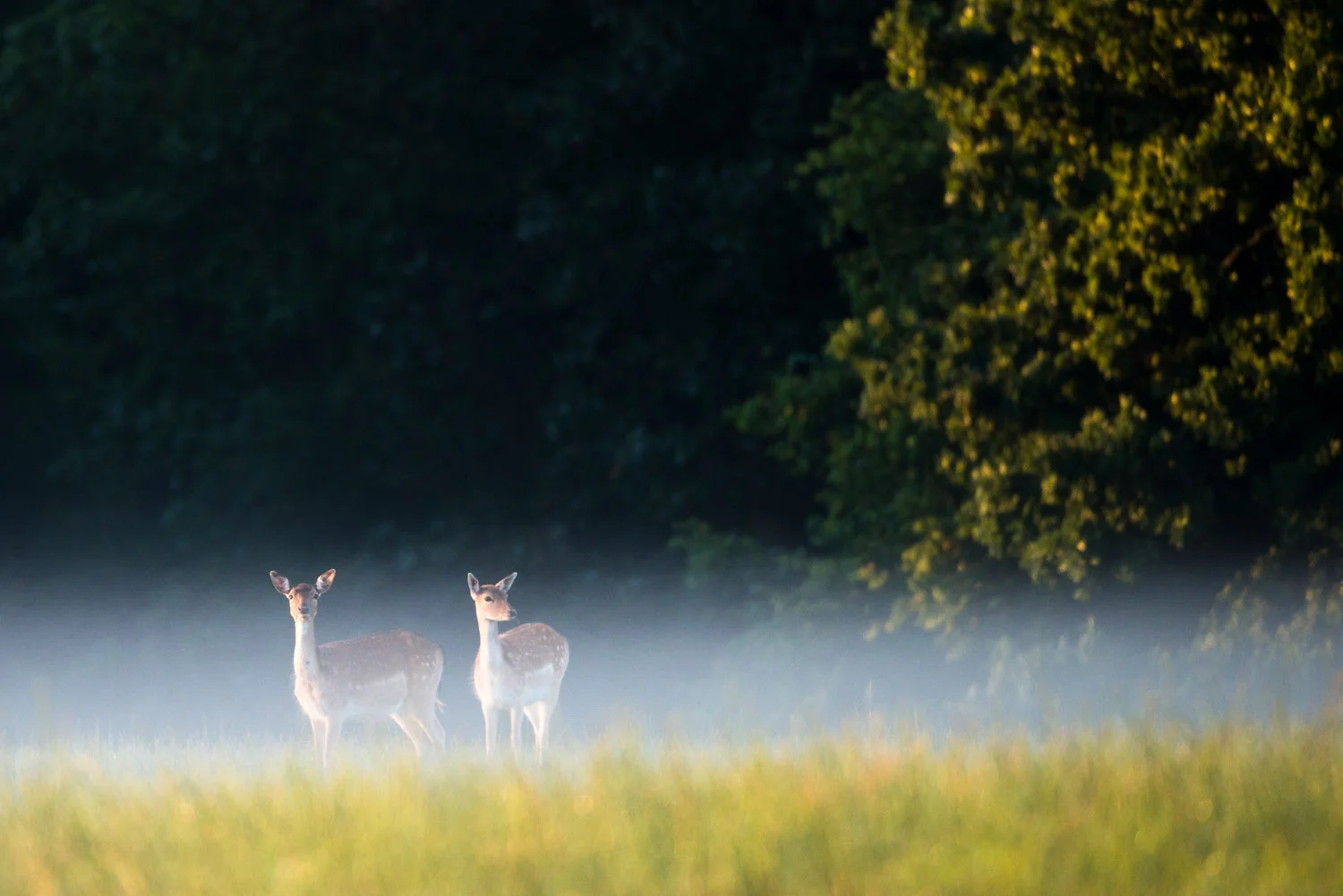 Fallow deer does in early morning mist, Ashdown Forest, Sussex, England