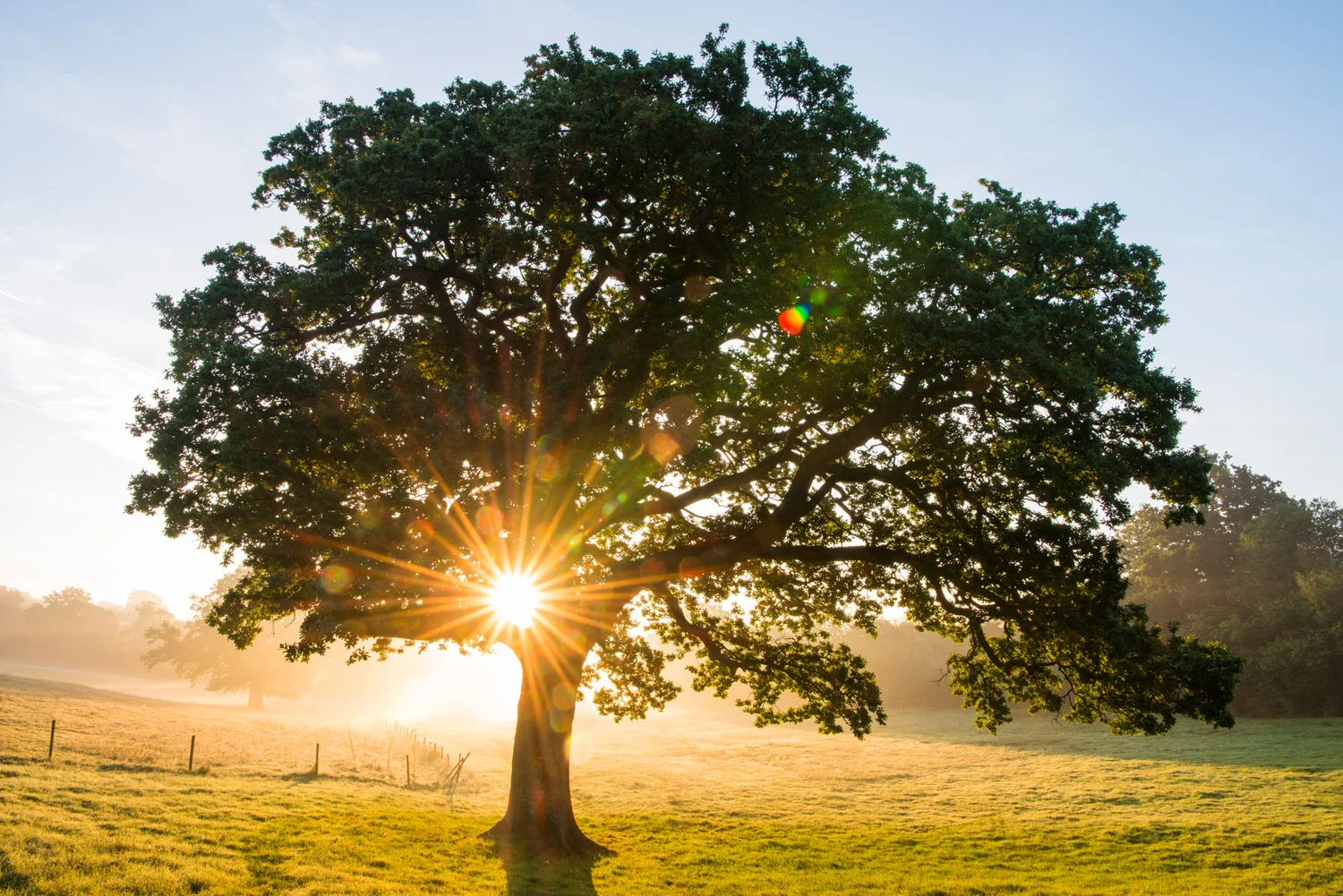 Oak tree at sunrise, Ashdown Forest, Sussex, England