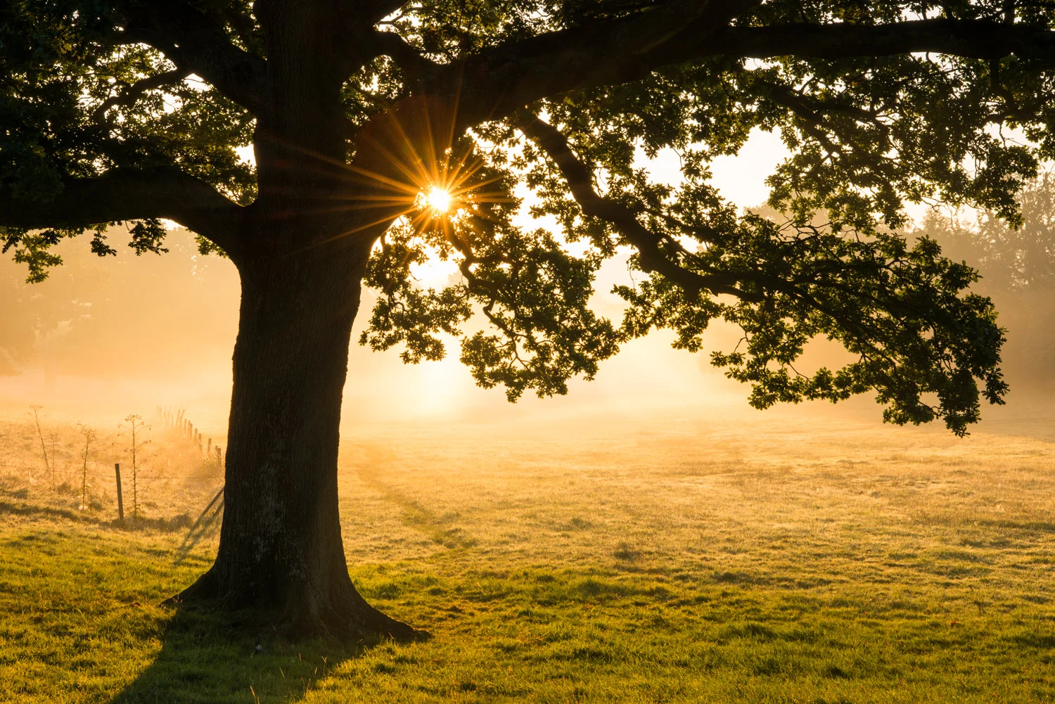 Oak tree at sunrise, Ashdown Forest, Sussex, England
