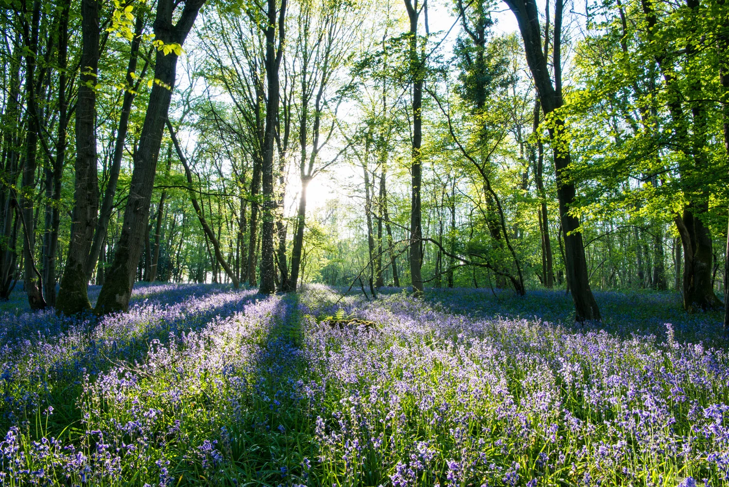 Bluebells in beech woods in late evening light, Sussex, England