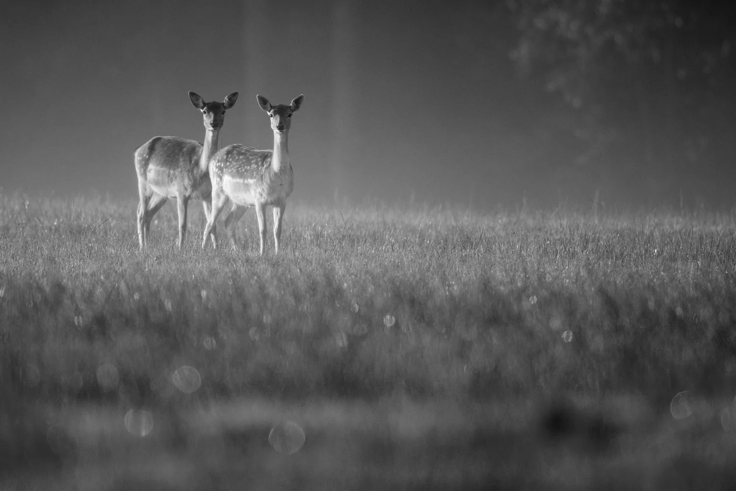 Fallow deer does in early morning mist, Ashdown Forest, Sussex, England