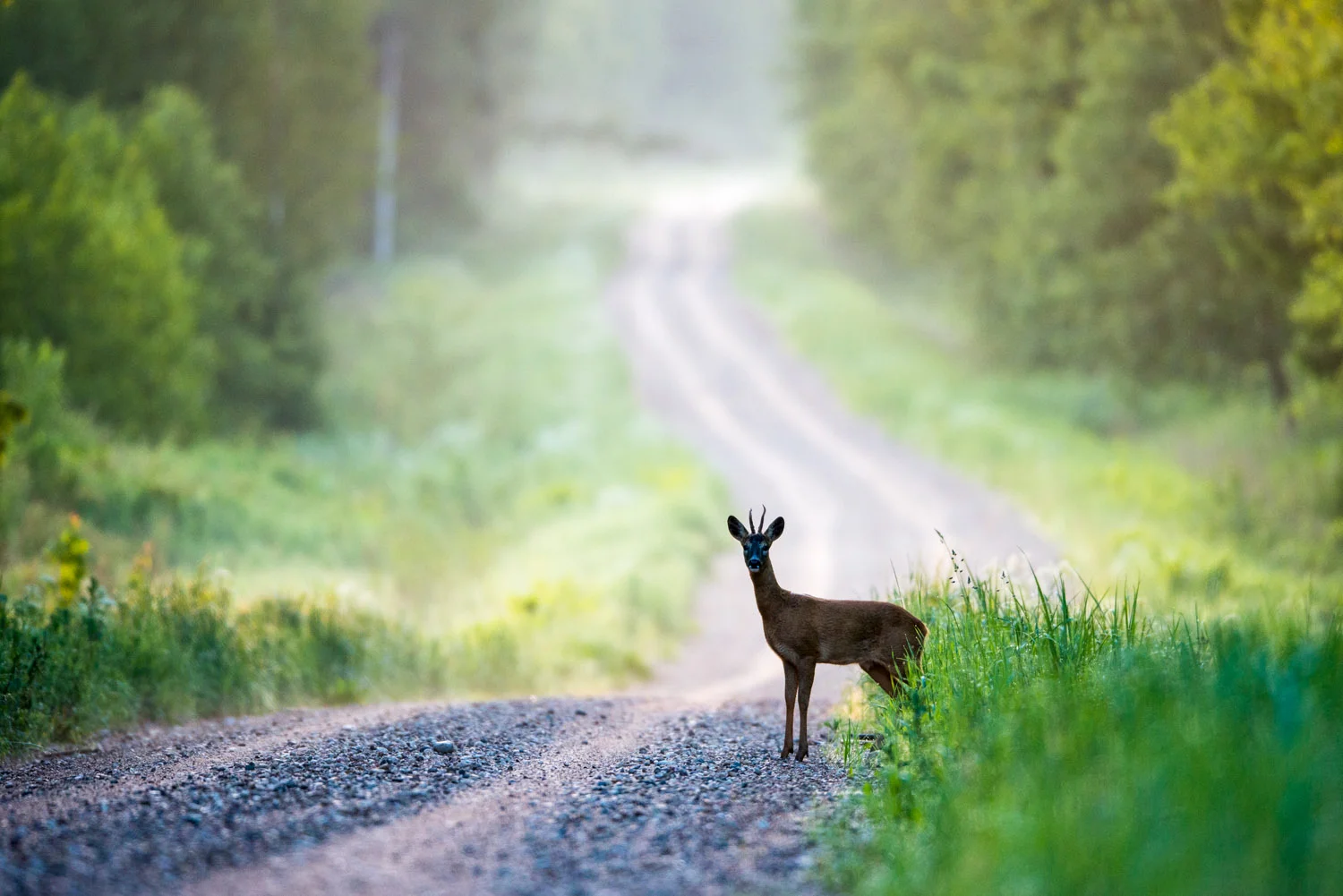 Roebuck on forest track at dawn, Tartu region, Estonia