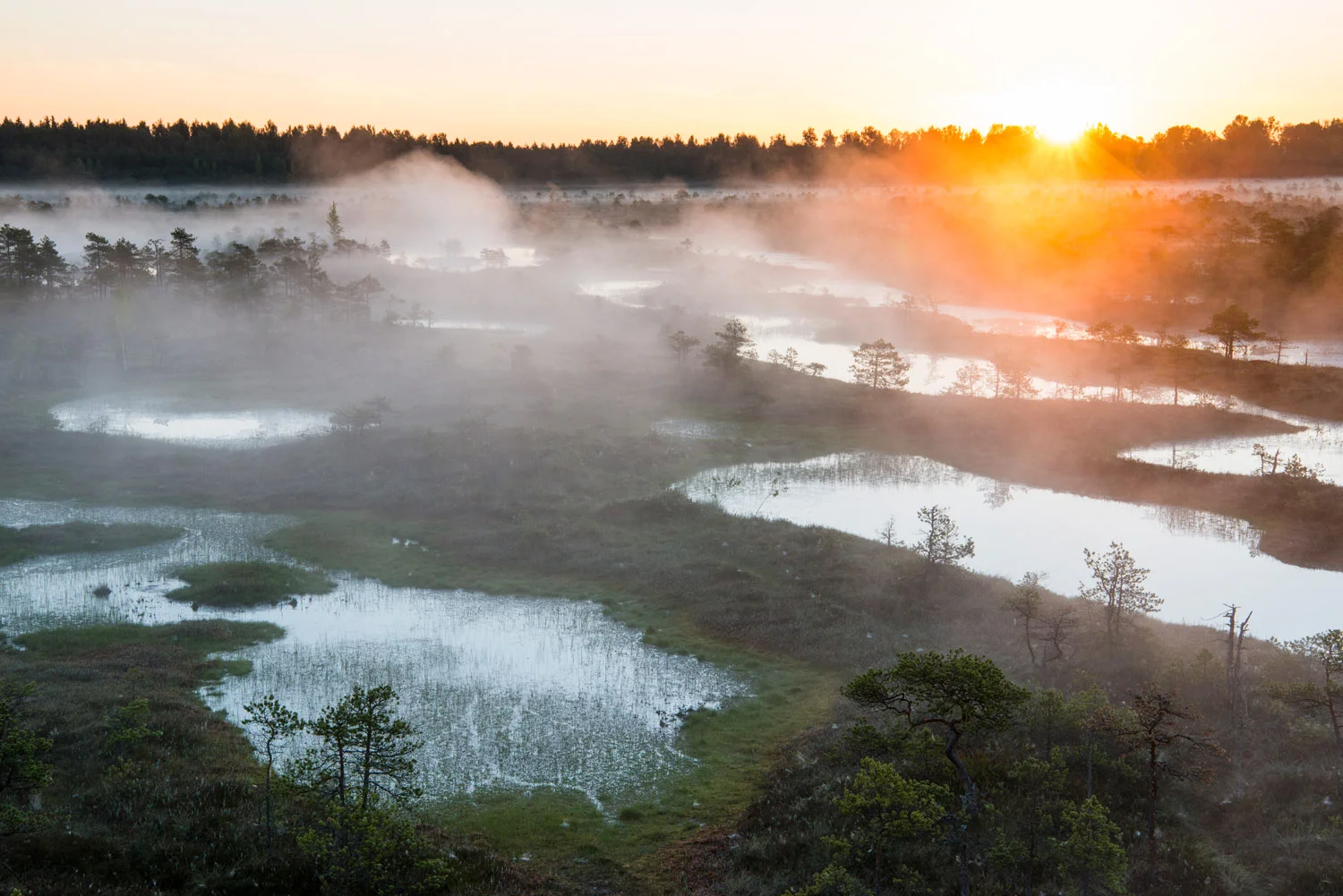 Wetland habitat at sunrise, Endla Nature Reserve, Järva region, Estonia