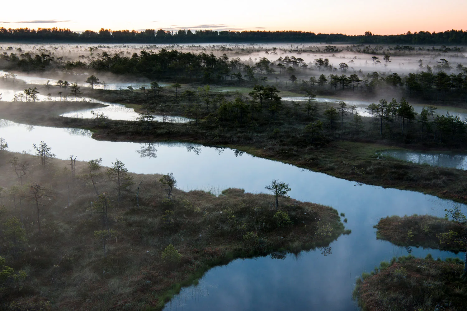 Wetland habitat at dawn, Endla Nature Reserve, Järva region, Estonia