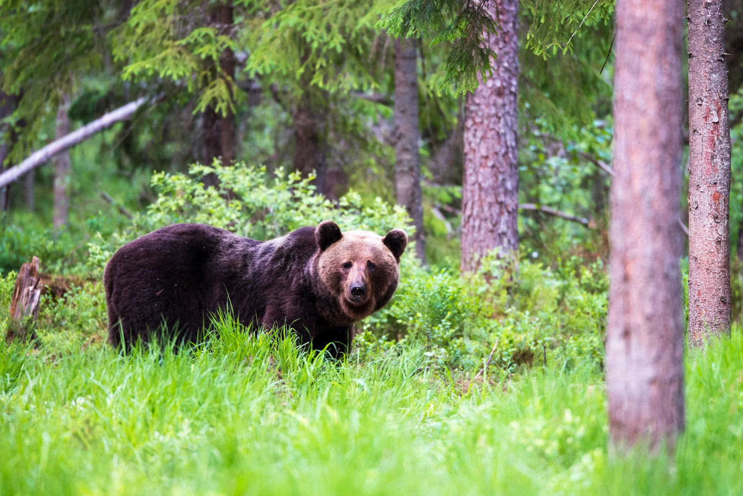 European brown bear in Scots pine forest, Ida-Viru region, Estonia