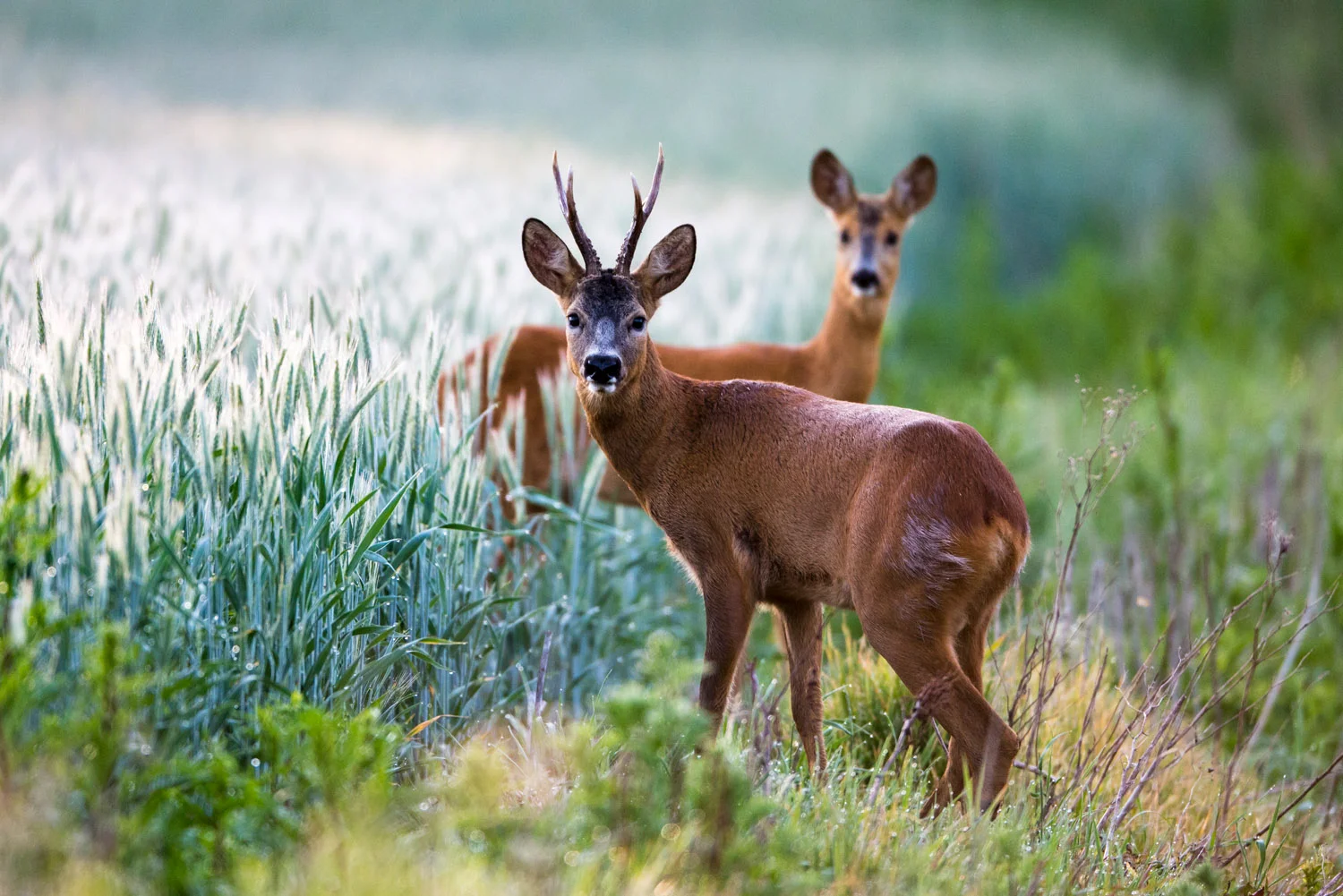 Roebuck and roe doe at edge of arable field, Tartu region, Estonia
