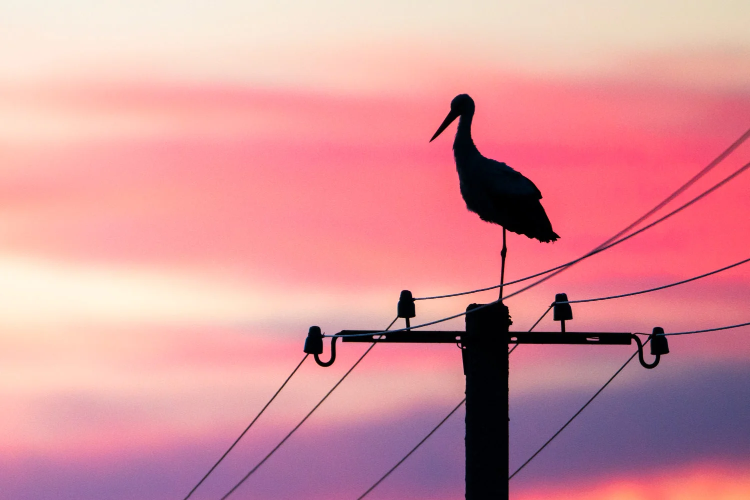 White stork on electricity pylon at sunset, Tartu region, Estonia
