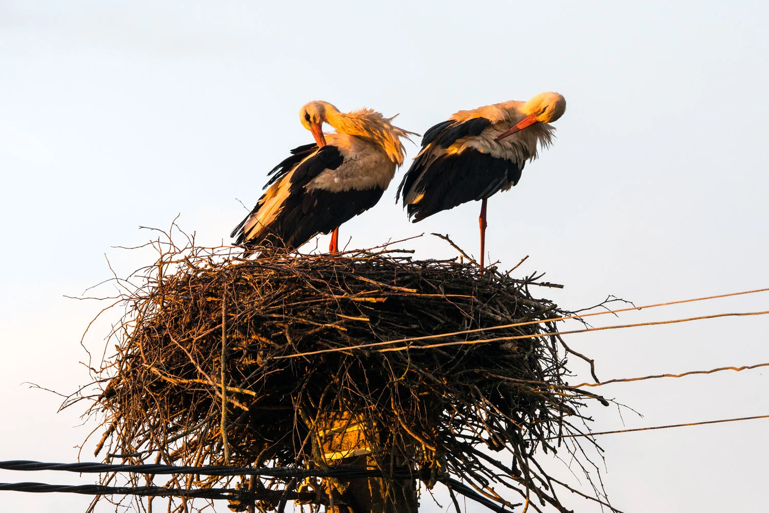 White storks preening at nest built on electricity pylon, Tartu region, Estonia