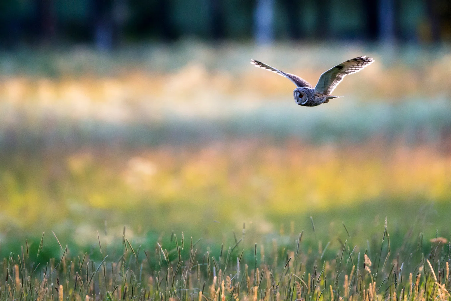 Long-eared owl hunting over meadow, Tartu region, Estonia