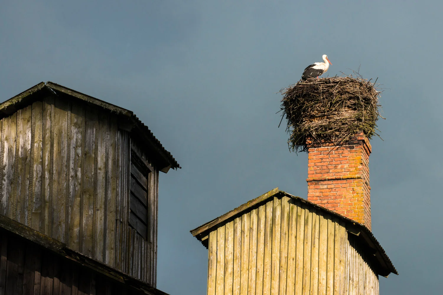 White stork at nest built on barn chimney, Tartu region, Estonia