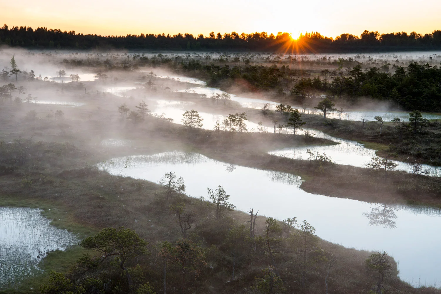 Wetland habitat at sunrise, Endla Nature Reserve, Järva region, Estonia