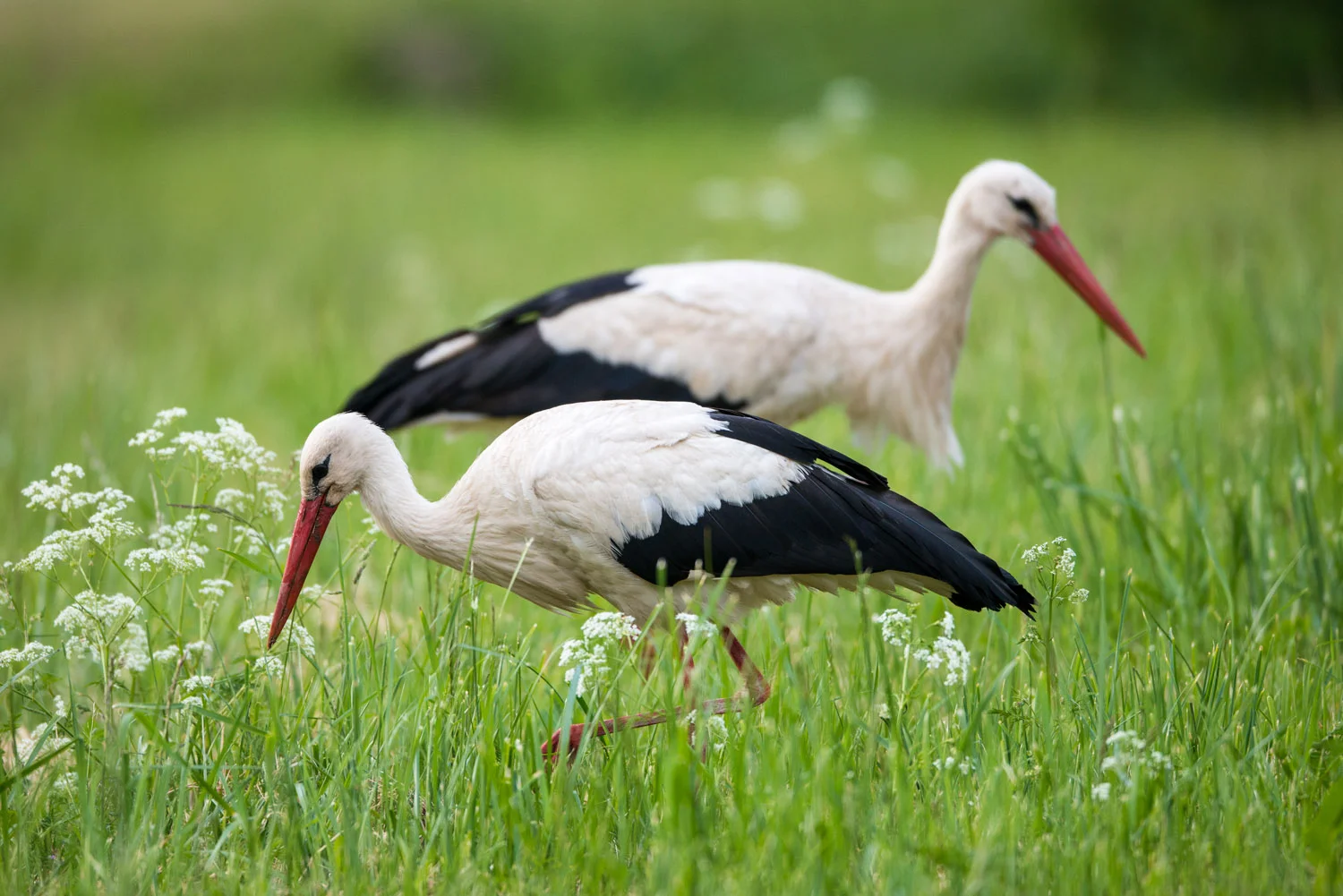 White storks feeding on insects in meadow, Tartu region, Estonia