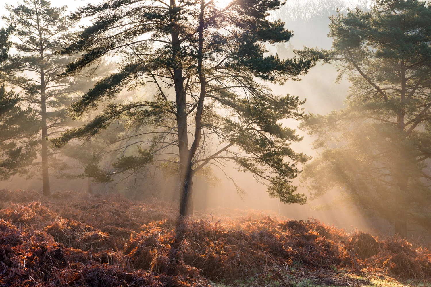 Sun rays breaking through Scots pines at dawn