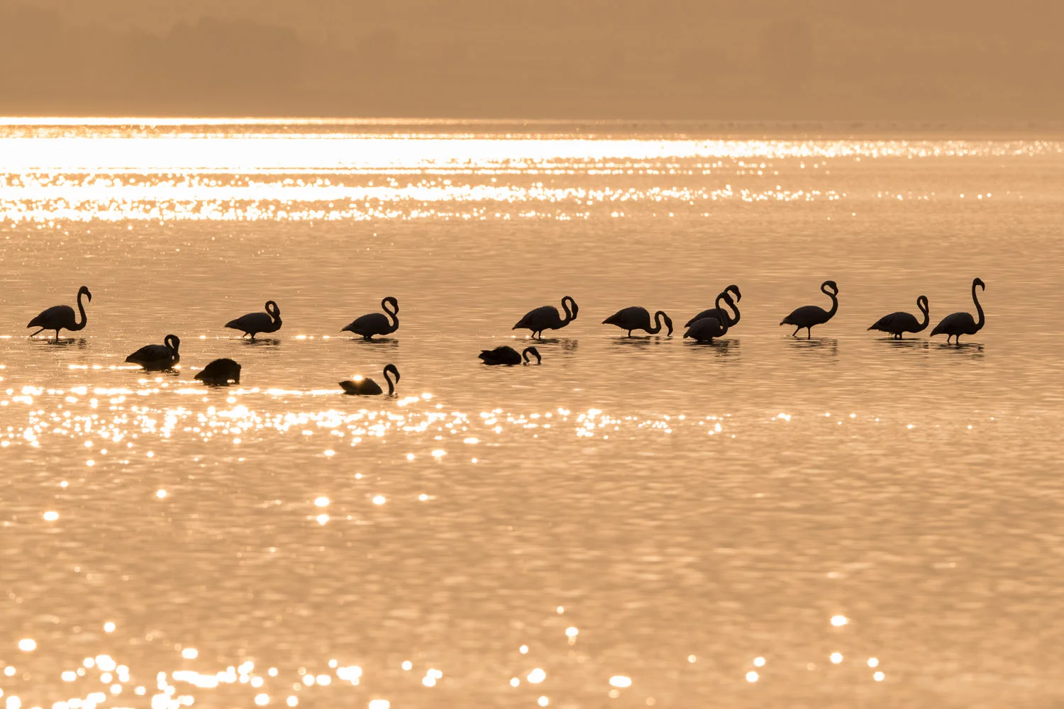 Greater flamingos at sunset, Lake Kerkini, Greece