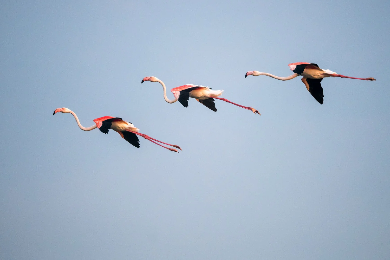 Greater flamingos in flight, Lake Kerkini, Greece